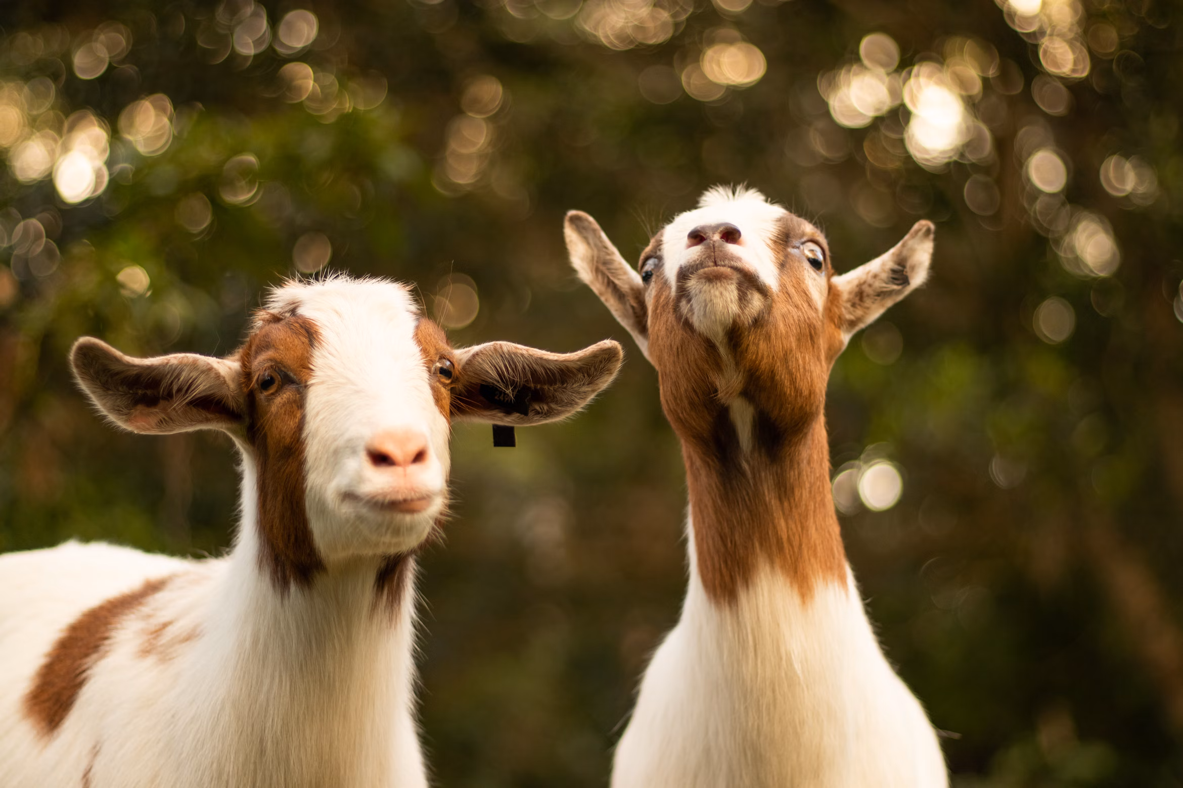 Healthy sheep in a field