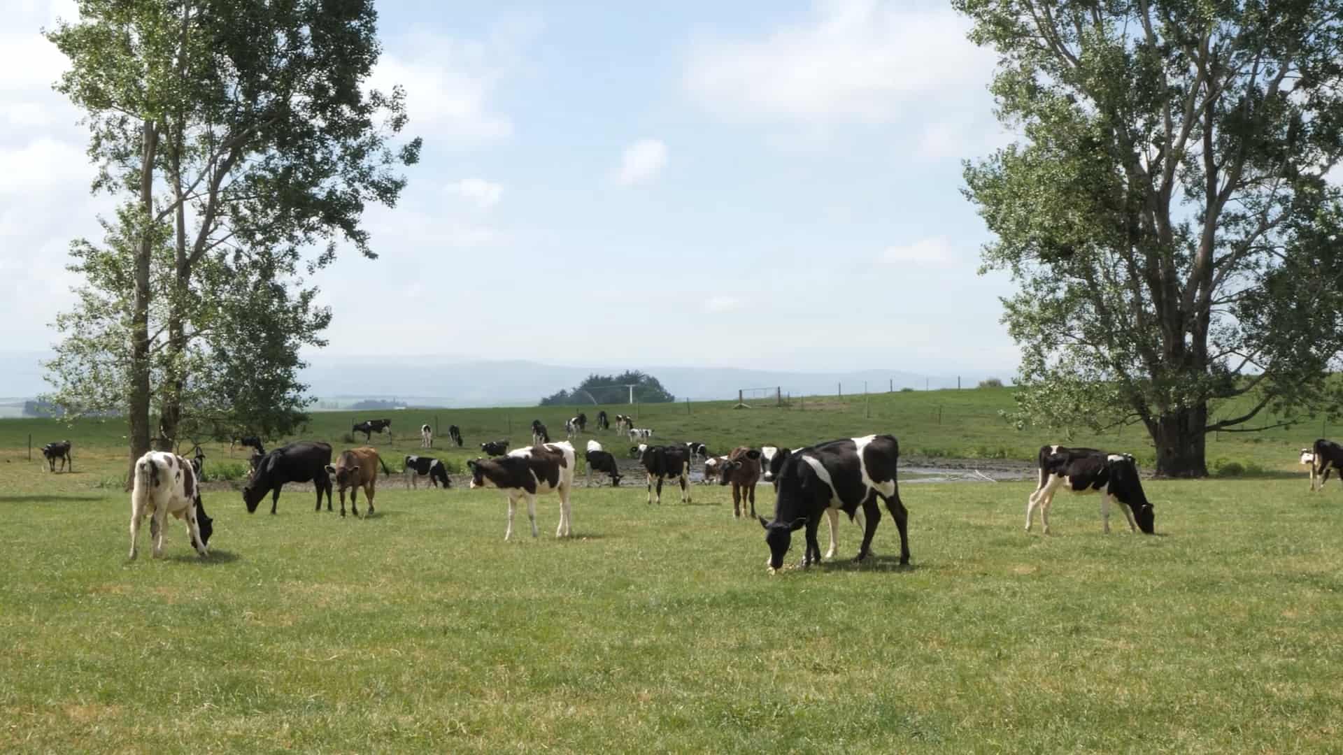 Alperna Farm — Milligans Feeds research farm in North Otago